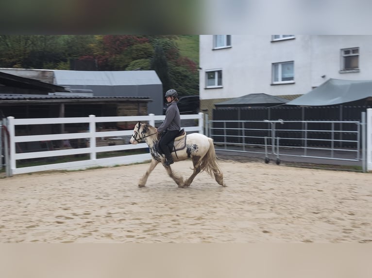 Cob Irlandese / Tinker / Gypsy Vanner Castrone 3 Anni 125 cm Pezzato in Morsbach