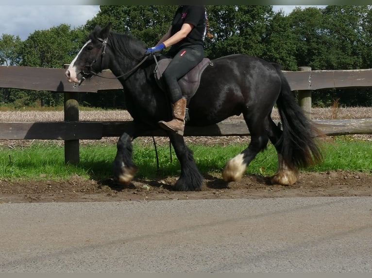 Cob Irlandese / Tinker / Gypsy Vanner Castrone 3 Anni 135 cm Morello in Lathen