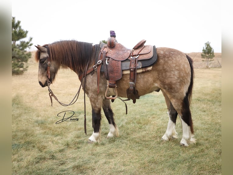 Cob Irlandese / Tinker / Gypsy Vanner Mix Castrone 3 Anni 137 cm Pelle di daino in Thedford