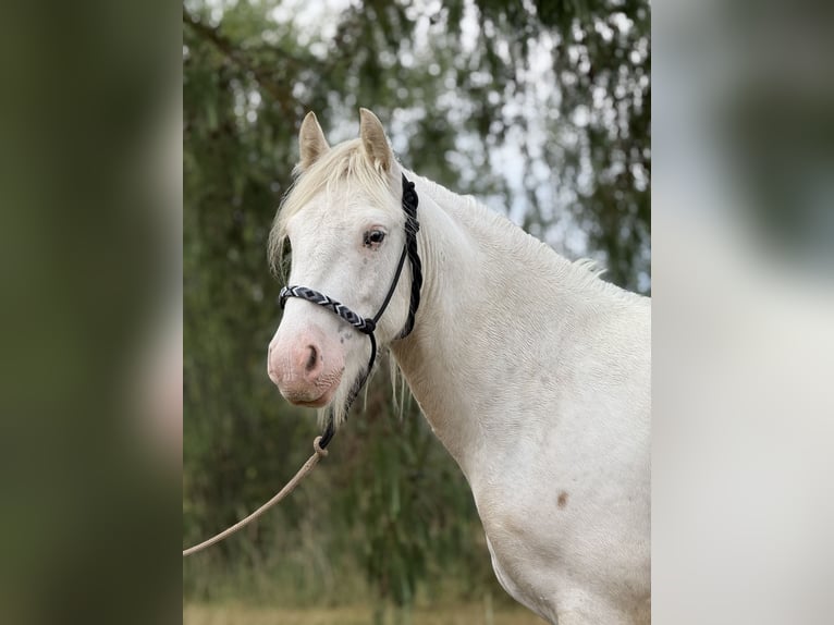 Cob Irlandese / Tinker / Gypsy Vanner Castrone 3 Anni 140 cm Cremello in AchstettenAchstetten