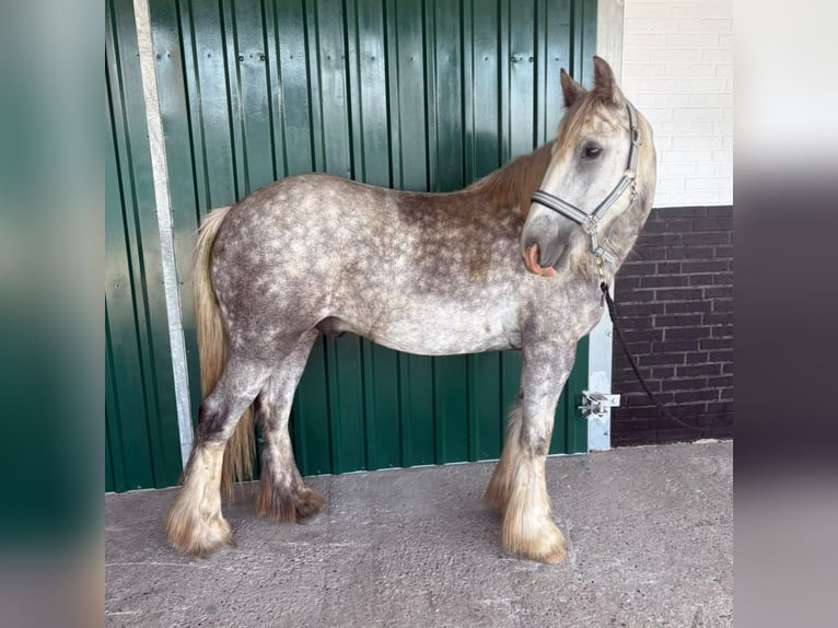 Cob Irlandese / Tinker / Gypsy Vanner Castrone 3 Anni 140 cm Grigio pezzato in Lathen