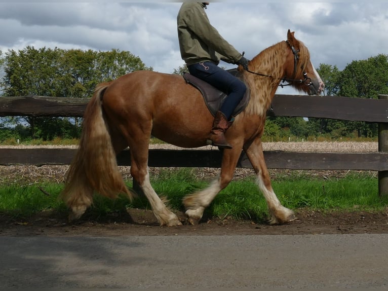 Cob Irlandese / Tinker / Gypsy Vanner Castrone 3 Anni 141 cm Sauro in Lathen