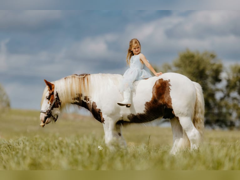 Cob Irlandese / Tinker / Gypsy Vanner Castrone 3 Anni 142 cm Tobiano-tutti i colori in Quitman, AR