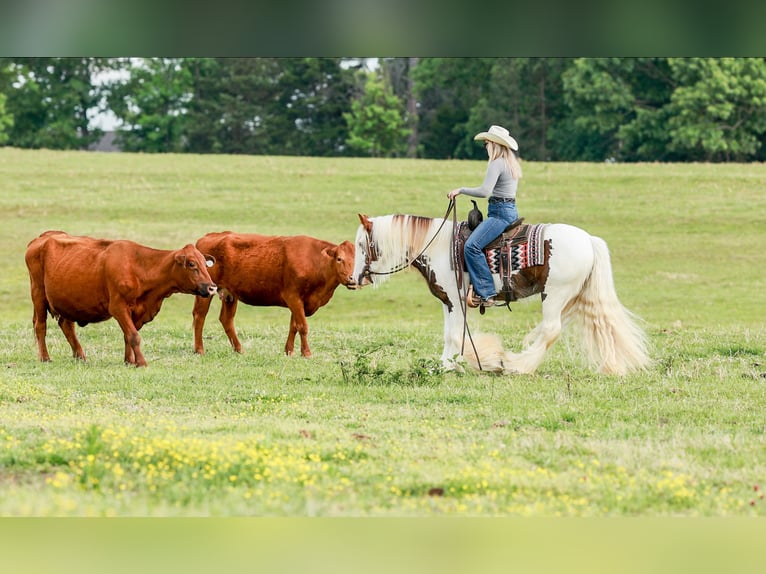 Cob Irlandese / Tinker / Gypsy Vanner Castrone 3 Anni 142 cm Tobiano-tutti i colori in Quitman, AR
