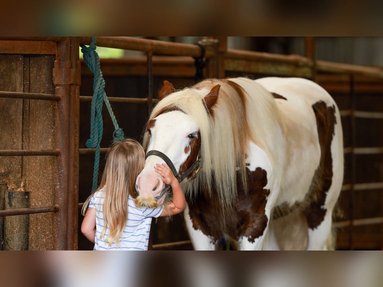 Cob Irlandese / Tinker / Gypsy Vanner Castrone 3 Anni 142 cm Tobiano-tutti i colori in Quitman, AR