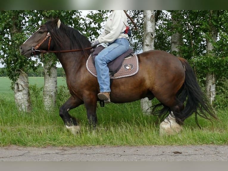 Cob Irlandese / Tinker / Gypsy Vanner Castrone 3 Anni 143 cm Morello in Lathen