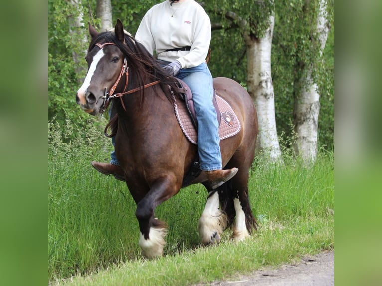Cob Irlandese / Tinker / Gypsy Vanner Castrone 3 Anni 143 cm Morello in Lathen
