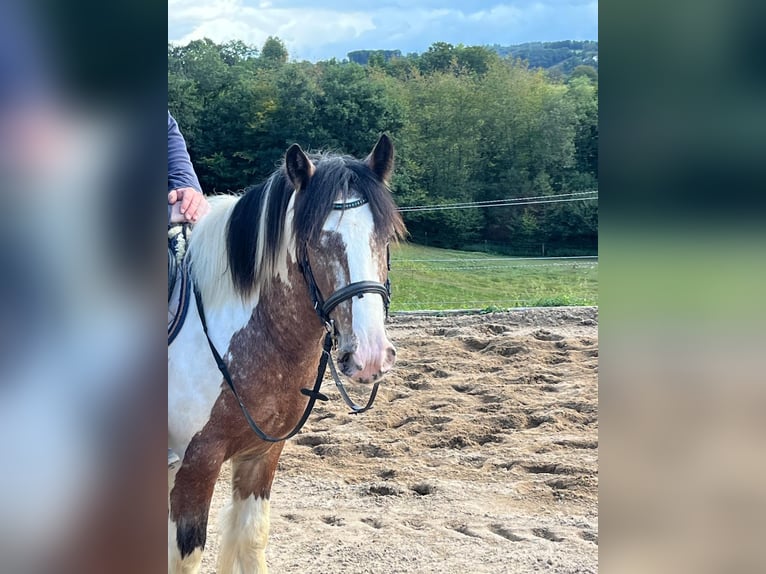 Cob Irlandese / Tinker / Gypsy Vanner Castrone 3 Anni 145 cm Pezzato in Morsbach