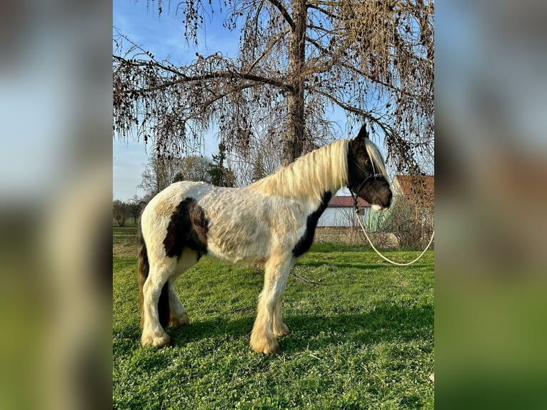 Cob Irlandese / Tinker / Gypsy Vanner Castrone 3 Anni 145 cm Pezzato in Achstetten