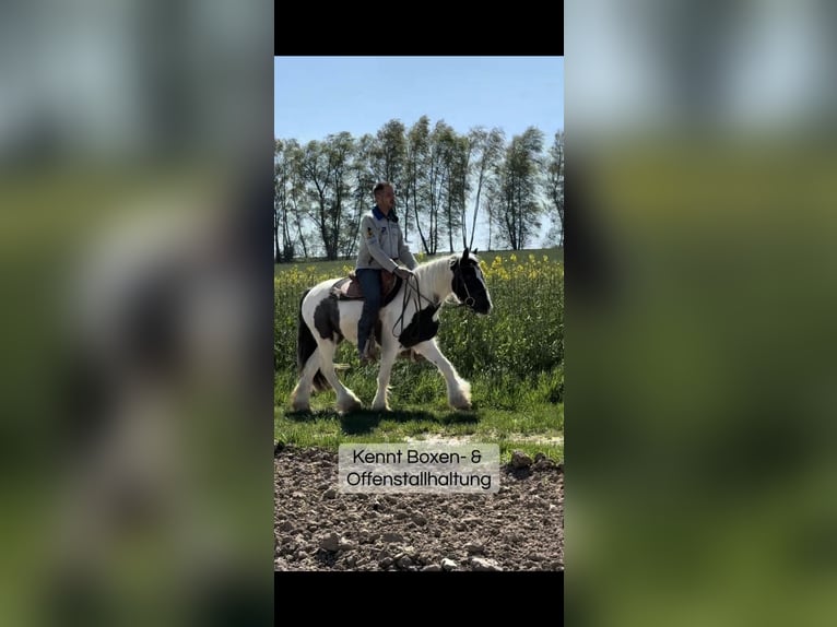 Cob Irlandese / Tinker / Gypsy Vanner Castrone 3 Anni 145 cm Pezzato in Achstetten