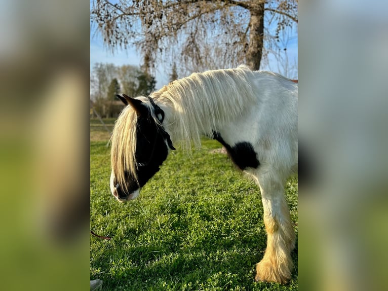 Cob Irlandese / Tinker / Gypsy Vanner Castrone 3 Anni 145 cm Pezzato in Achstetten