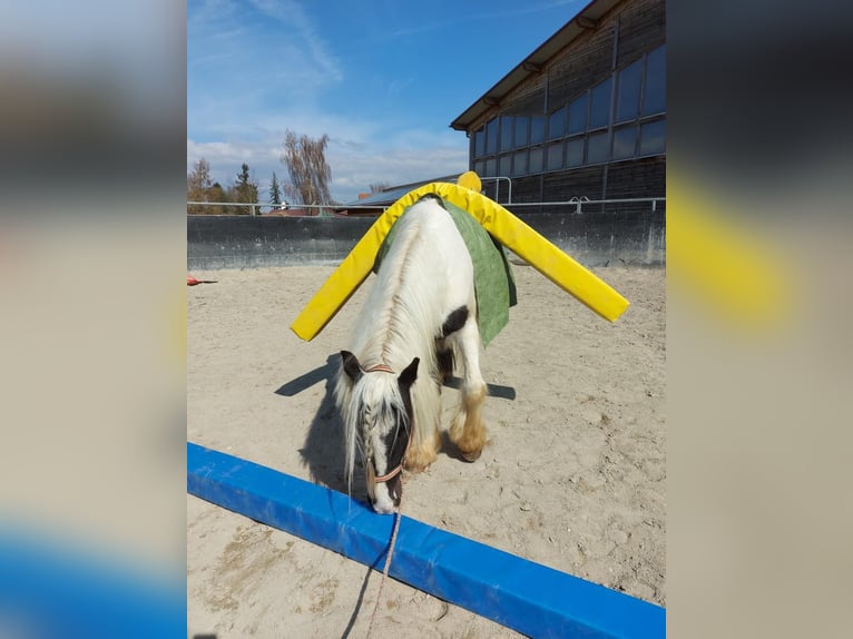 Cob Irlandese / Tinker / Gypsy Vanner Castrone 3 Anni 145 cm Pezzato in Achstetten