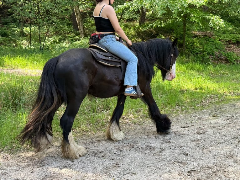 Cob Irlandese / Tinker / Gypsy Vanner Castrone 3 Anni 147 cm Morello in Lathen