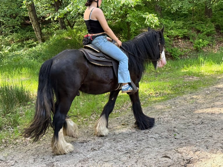 Cob Irlandese / Tinker / Gypsy Vanner Castrone 3 Anni 147 cm Morello in Lathen
