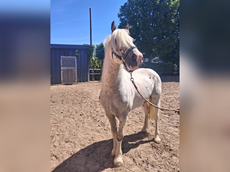 Cob Irlandese / Tinker / Gypsy Vanner Castrone 3 Anni 150 cm Grigio in Nettersheim