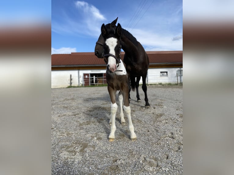 Cob Irlandese / Tinker / Gypsy Vanner Mix Castrone 3 Anni 150 cm Pezzato in Höslwang