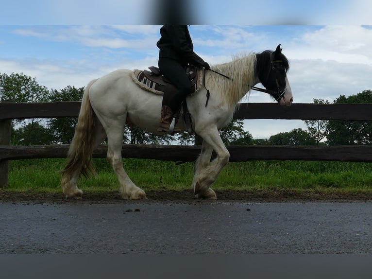 Cob Irlandese / Tinker / Gypsy Vanner Castrone 3 Anni 151 cm Pezzato in Lathen