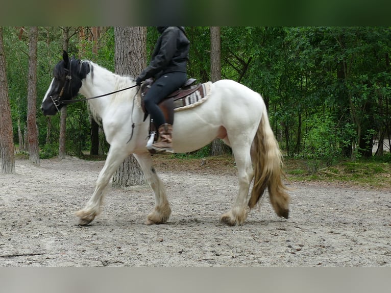 Cob Irlandese / Tinker / Gypsy Vanner Castrone 3 Anni 151 cm Pezzato in Lathen