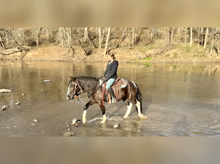 Cob Irlandese / Tinker / Gypsy Vanner Mix Castrone 3 Anni 152 cm Pezzato in Gap