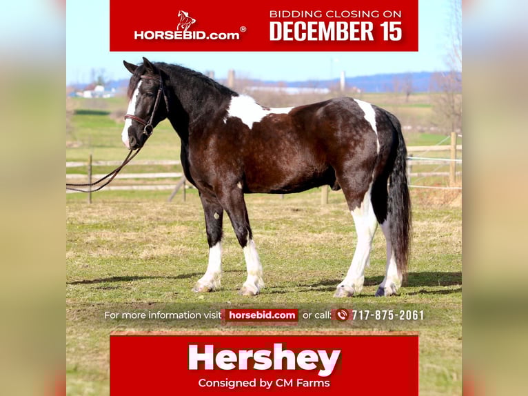 Cob Irlandese / Tinker / Gypsy Vanner Mix Castrone 3 Anni 152 cm Pezzato in Gap