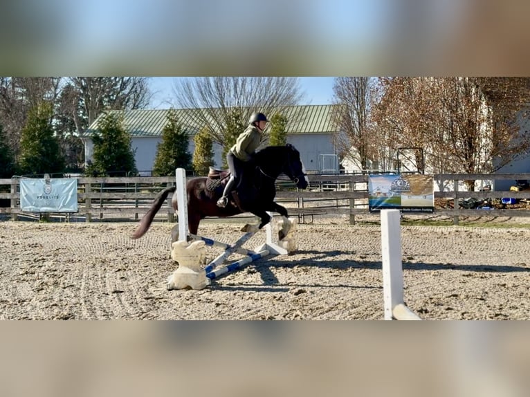 Cob Irlandese / Tinker / Gypsy Vanner Mix Castrone 3 Anni 152 cm Pezzato in Gap