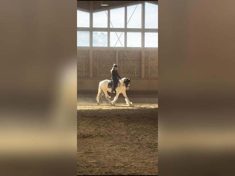 Cob Irlandese / Tinker / Gypsy Vanner Mix Castrone 3 Anni 155 cm Pezzato in Achstetten