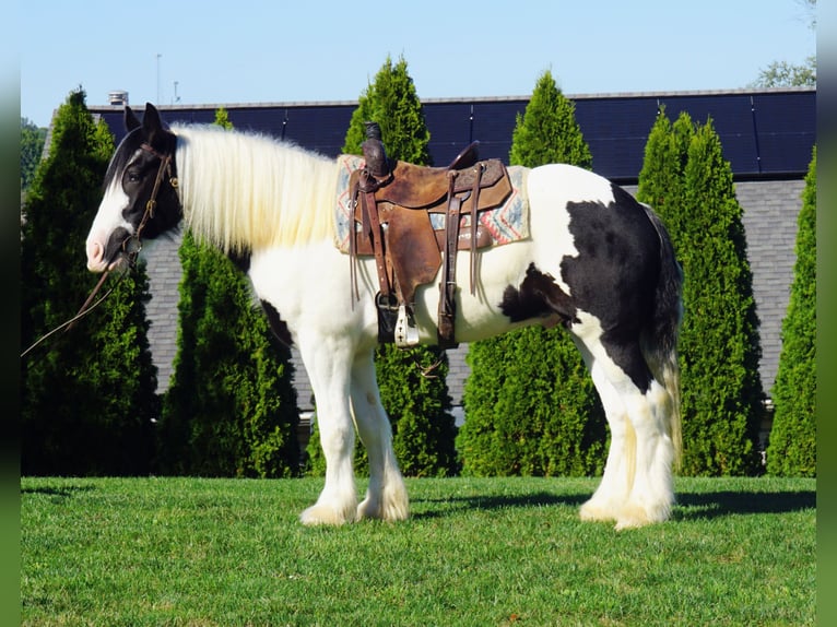 Cob Irlandese / Tinker / Gypsy Vanner Castrone 3 Anni 157 cm in Uhrichsville, OH Cob Irlandese / Tinker / Gypsy Vanner Castrone 3 Anni 157 cm in Uhrichsville, OH