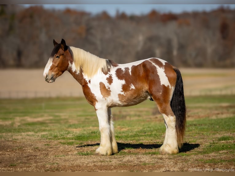 Cob Irlandese / Tinker / Gypsy Vanner Mix Castrone 3 Anni 160 cm Pezzato in Auburn