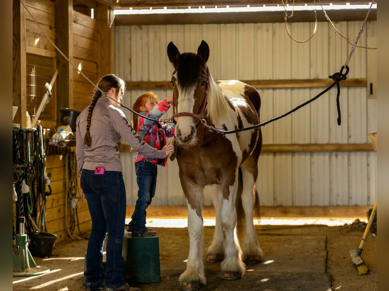 Cob Irlandese / Tinker / Gypsy Vanner Mix Castrone 3 Anni 160 cm Pezzato in Auburn