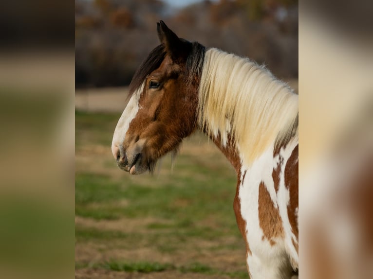 Cob Irlandese / Tinker / Gypsy Vanner Mix Castrone 3 Anni 160 cm Pezzato in Auburn