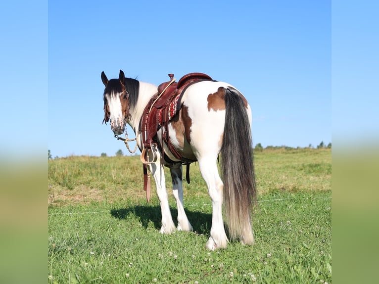 Cob Irlandese / Tinker / Gypsy Vanner Mix Castrone 3 Anni Pezzato in Waterloo