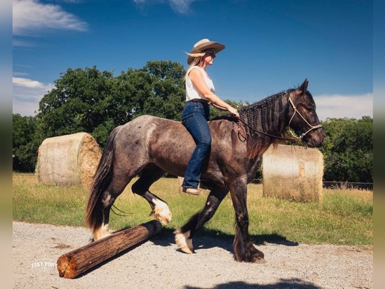 Cob Irlandese / Tinker / Gypsy Vanner Mix Castrone 3 Anni Roano blu in Jacksboro
