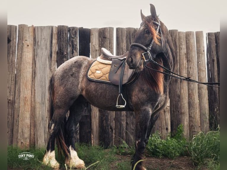 Cob Irlandese / Tinker / Gypsy Vanner Mix Castrone 3 Anni Roano blu in Jacksboro