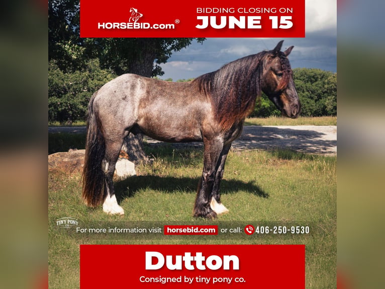 Cob Irlandese / Tinker / Gypsy Vanner Mix Castrone 3 Anni Roano blu in Jacksboro