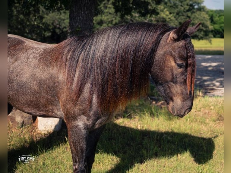 Cob Irlandese / Tinker / Gypsy Vanner Mix Castrone 3 Anni Roano blu in Jacksboro