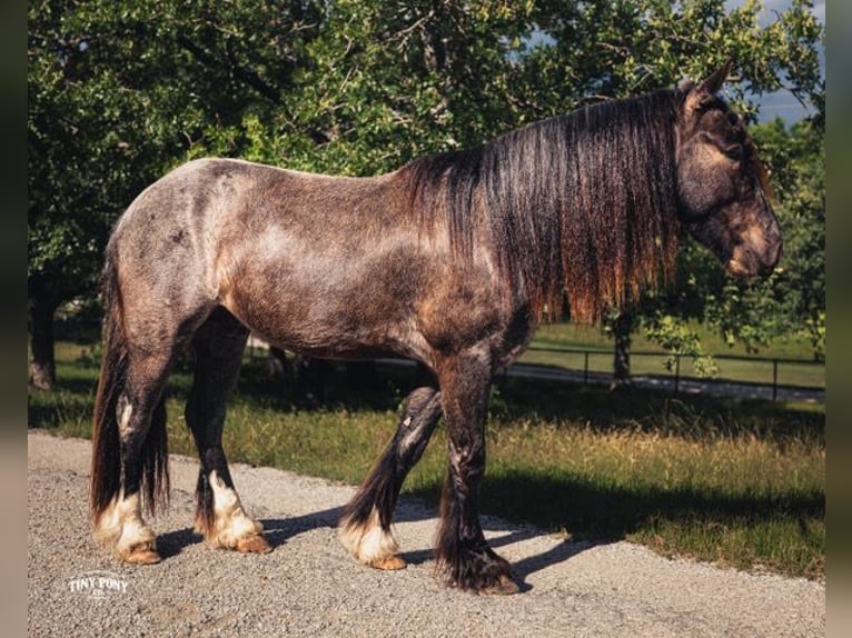 Cob Irlandese / Tinker / Gypsy Vanner Mix Castrone 3 Anni Roano blu in Jacksboro