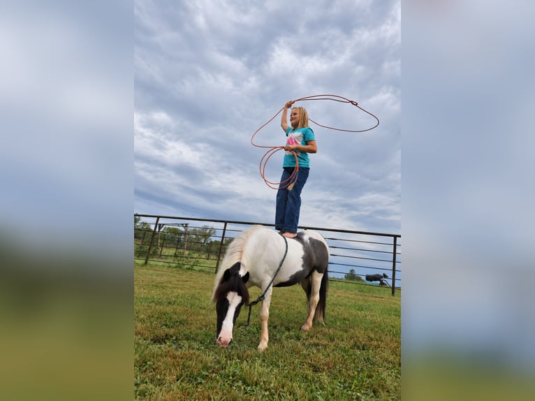 Cob Irlandese / Tinker / Gypsy Vanner Mix Castrone 4 Anni 102 cm Pezzato in Sedalia