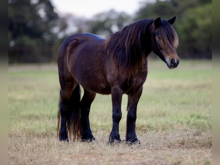 Cob Irlandese / Tinker / Gypsy Vanner Mix Castrone 4 Anni 107 cm Baio ciliegia in Weatherford
