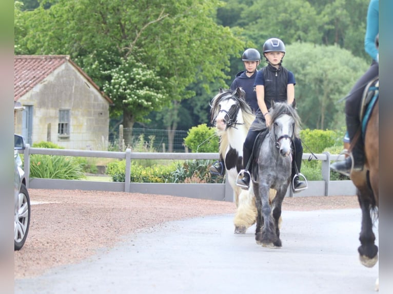 Cob Irlandese / Tinker / Gypsy Vanner Castrone 4 Anni 121 cm Grigio pezzato in Bogaarden