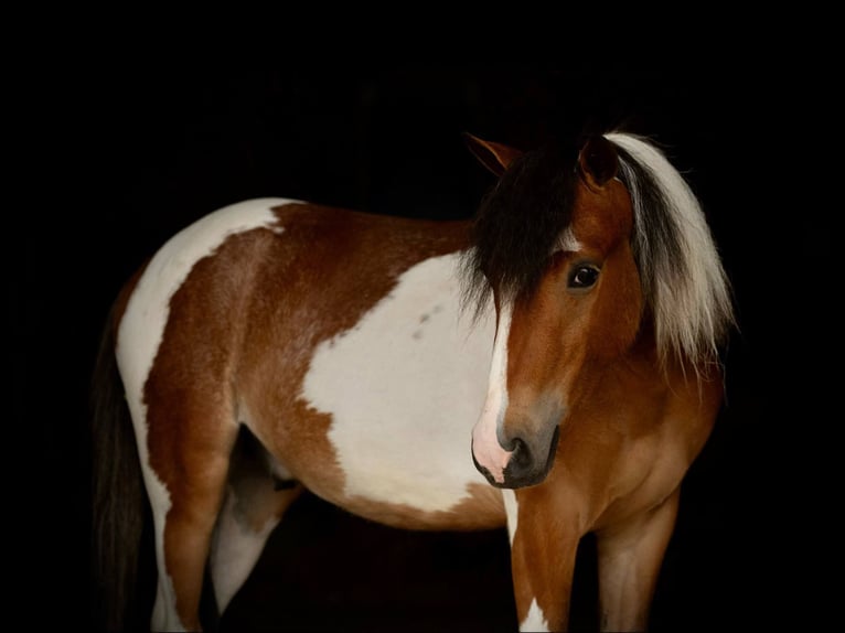 Cob Irlandese / Tinker / Gypsy Vanner Castrone 4 Anni 122 cm in Rebersburg, PA