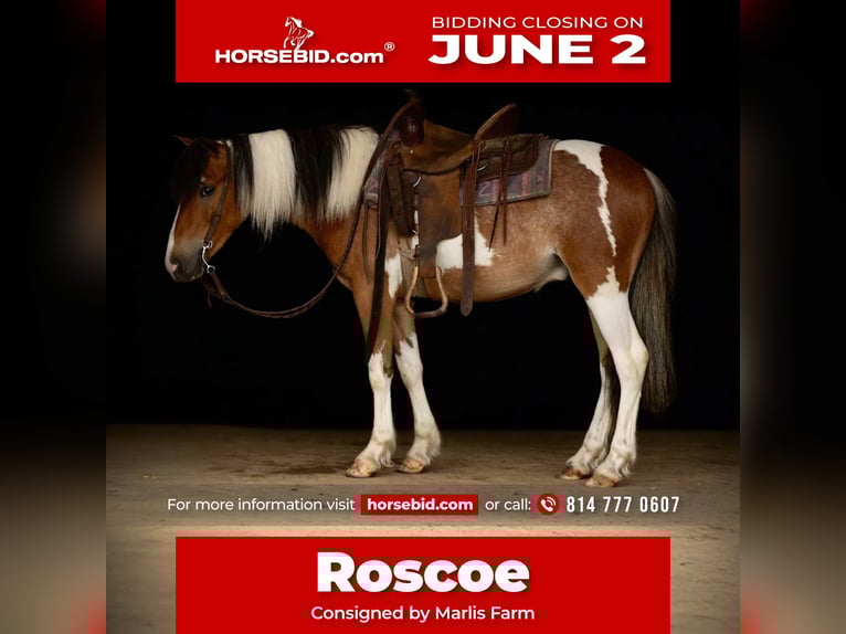 Cob Irlandese / Tinker / Gypsy Vanner Castrone 4 Anni 122 cm in Rebersburg, PA