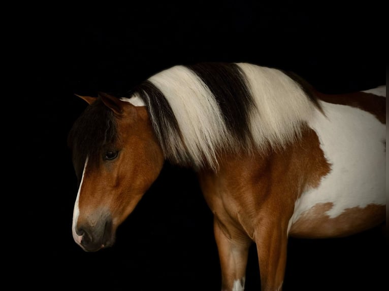 Cob Irlandese / Tinker / Gypsy Vanner Castrone 4 Anni 122 cm in Rebersburg, PA