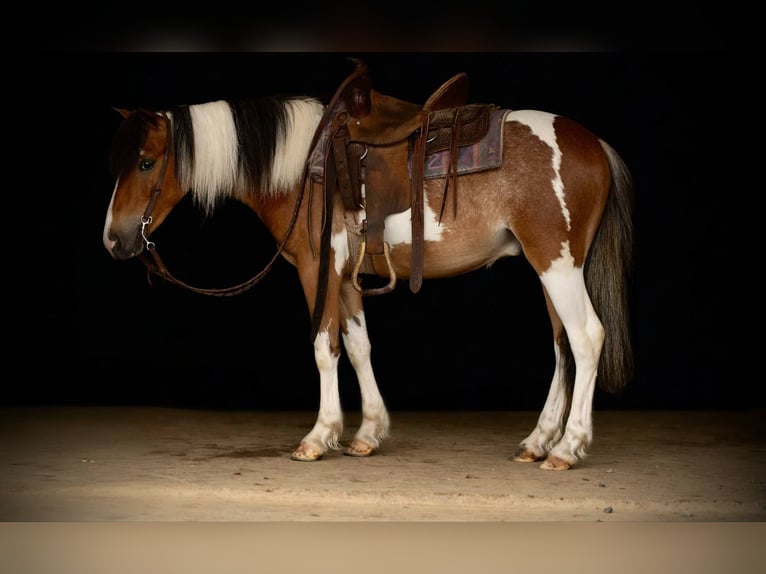 Cob Irlandese / Tinker / Gypsy Vanner Castrone 4 Anni 122 cm in Rebersburg, PA