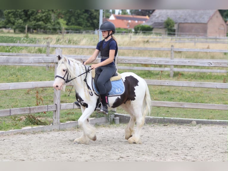 Cob Irlandese / Tinker / Gypsy Vanner Castrone 4 Anni 122 cm Pezzato in Pepingen