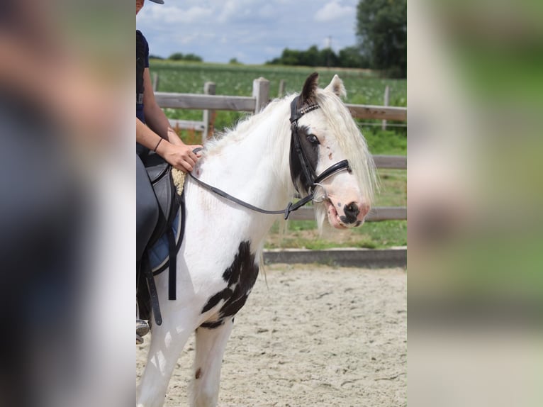 Cob Irlandese / Tinker / Gypsy Vanner Castrone 4 Anni 122 cm Pezzato in Pepingen