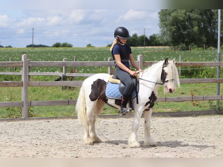 Cob Irlandese / Tinker / Gypsy Vanner Castrone 4 Anni 122 cm Pezzato in Pepingen