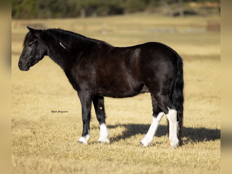 Cob Irlandese / Tinker / Gypsy Vanner Mix Castrone 4 Anni 122 cm Pezzato in Weatherford