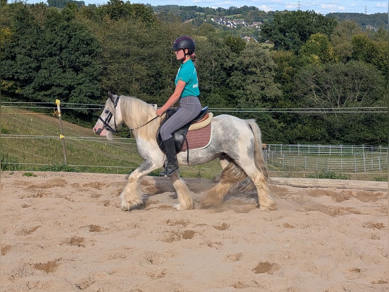 Cob Irlandese / Tinker / Gypsy Vanner Castrone 4 Anni 123 cm Pezzato in Morsbach