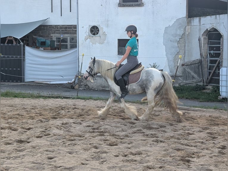 Cob Irlandese / Tinker / Gypsy Vanner Castrone 4 Anni 123 cm Pezzato in Morsbach