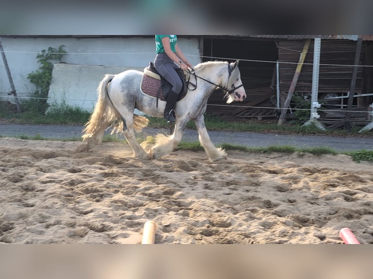Cob Irlandese / Tinker / Gypsy Vanner Castrone 4 Anni 123 cm Pezzato in Morsbach